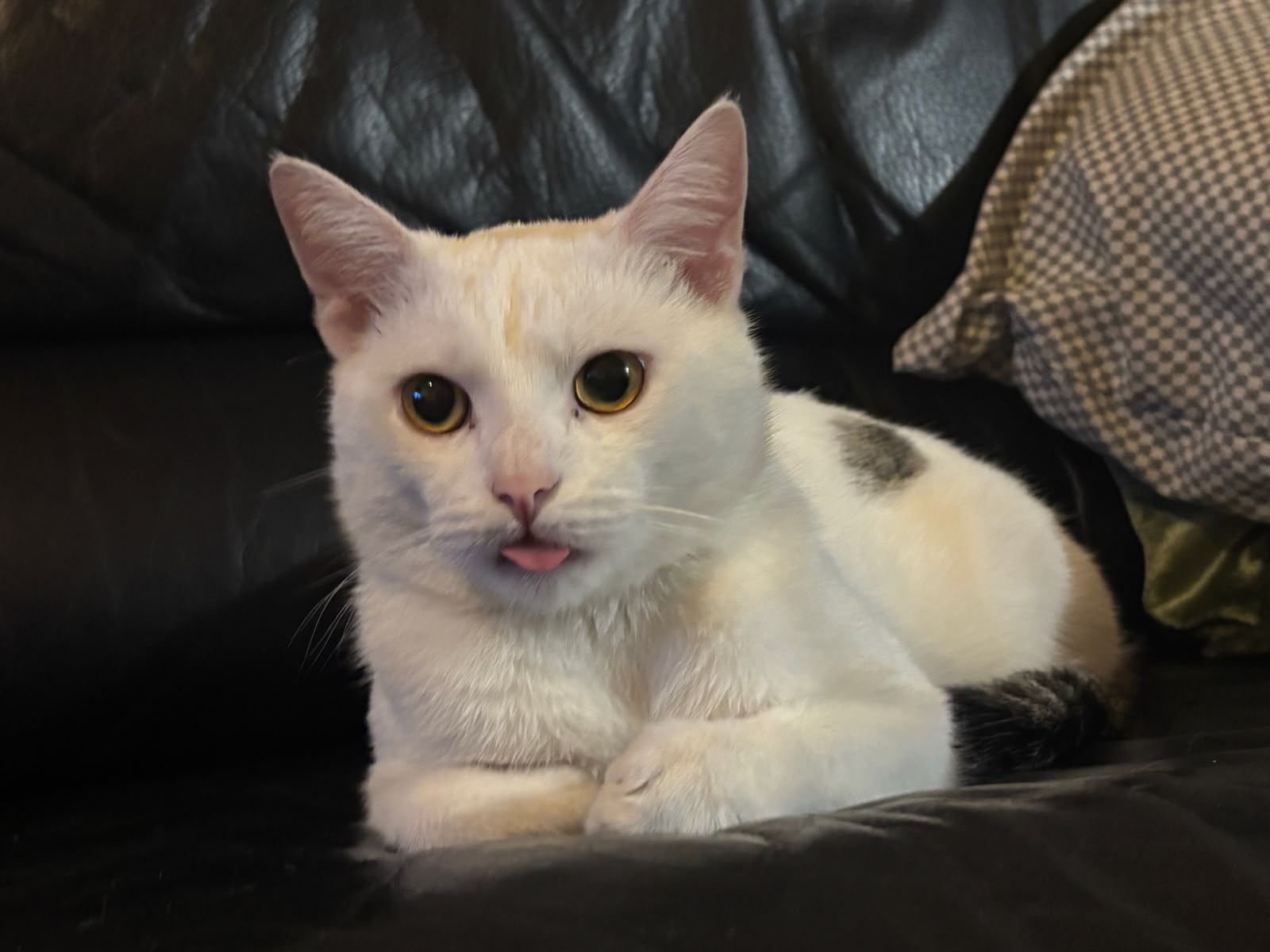 Ruma, Xcatster's white cat founder, with a tiny blep